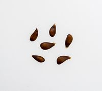 Sariola Apple seeds